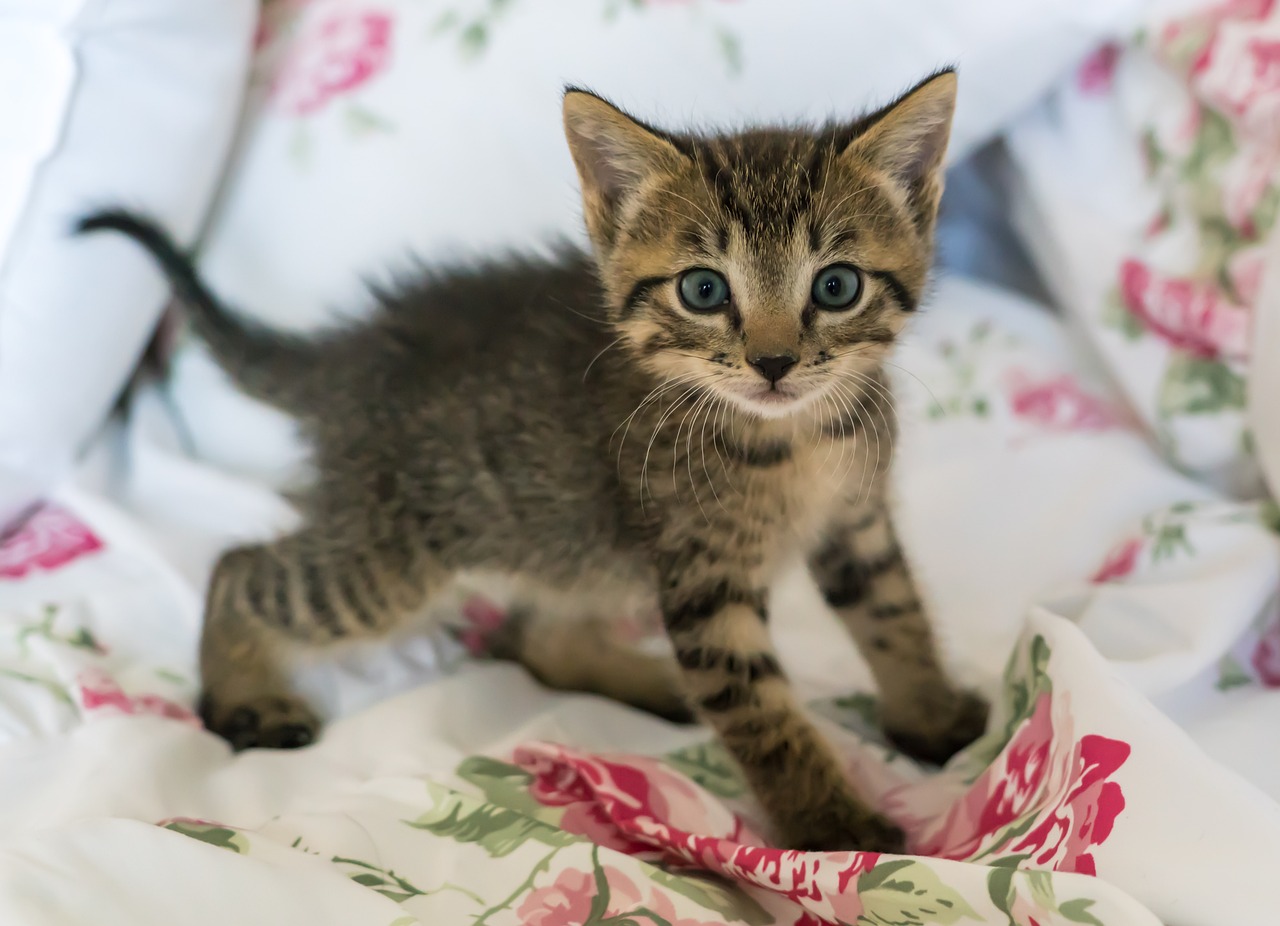 kitten, newborn, cat-1517537.jpg